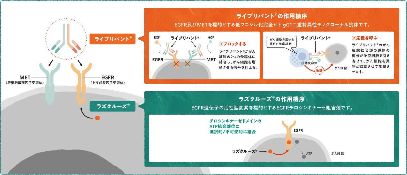 ライブリバント®とラズクルーズ®について