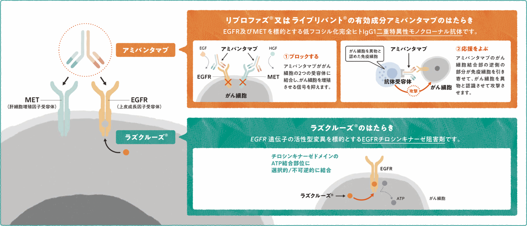 ライブリバント®とラズクルーズ®について