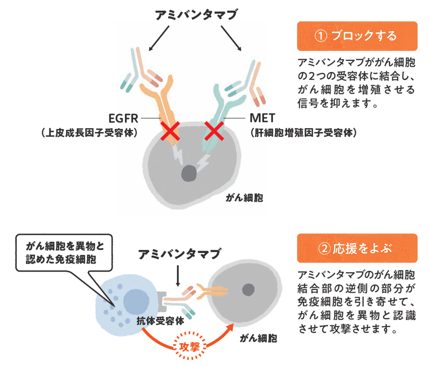 リブロファズ®又はライブリバント®の働き