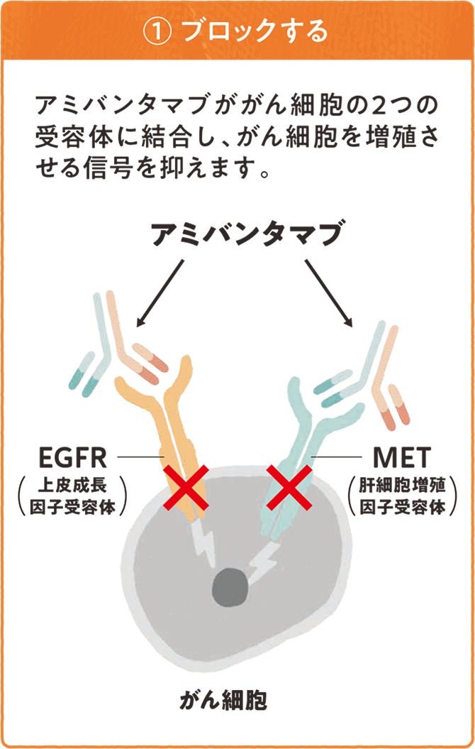 リブロファズ®又はライブリバント®の働き