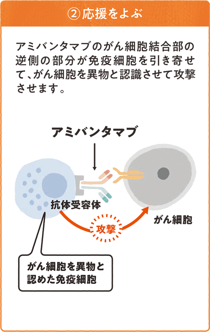 リブロファズ®又はライブリバント®の働き