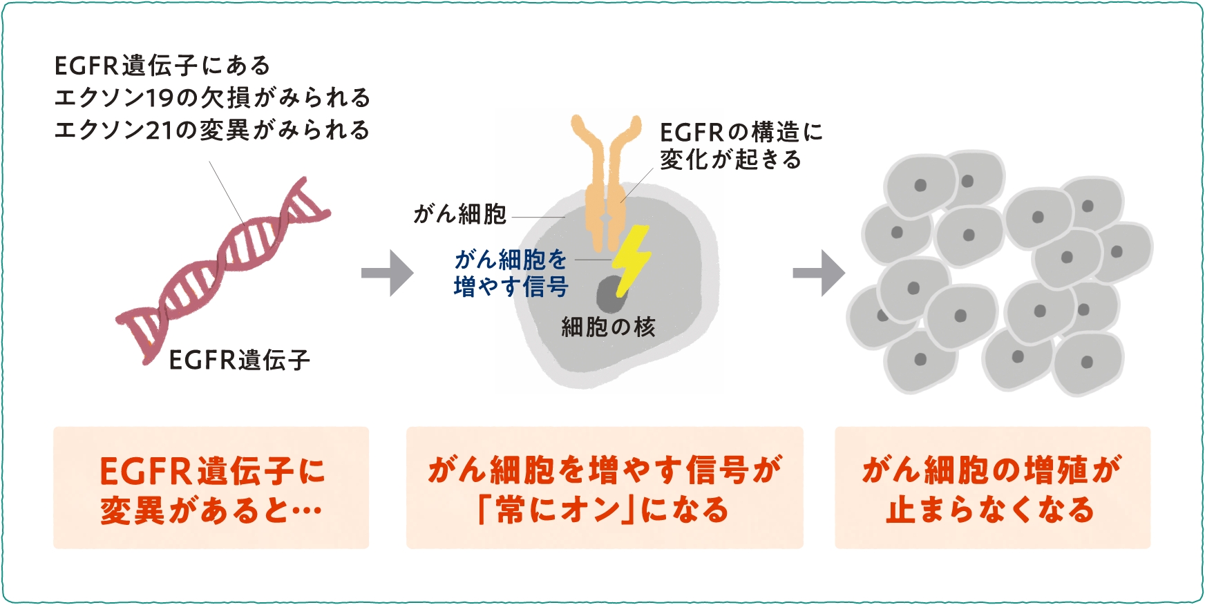 EGFR遺伝子変異の種類