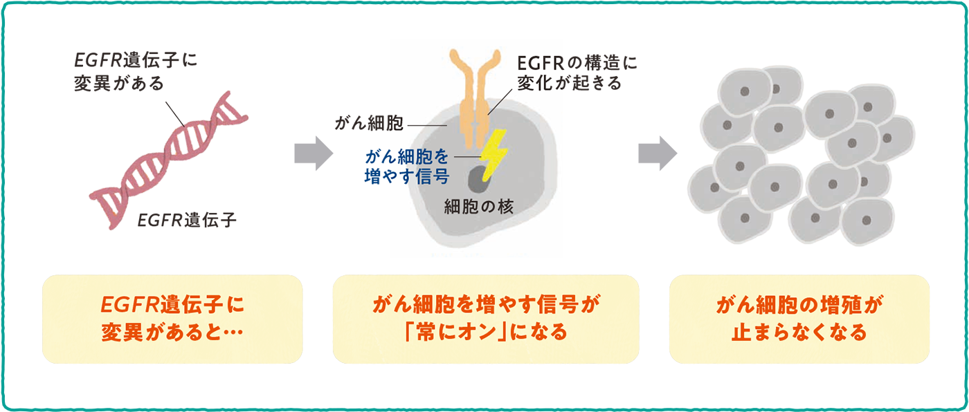 EGFR遺伝子変異の種類