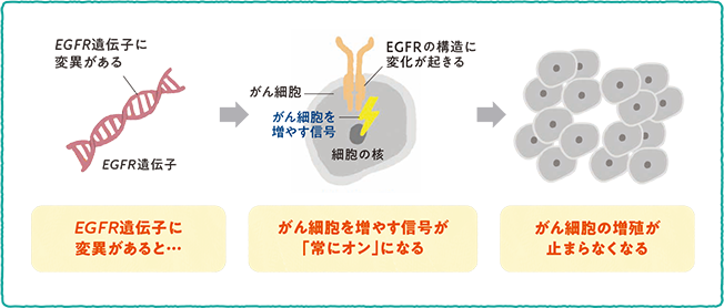 EGFR遺伝子変異の種類