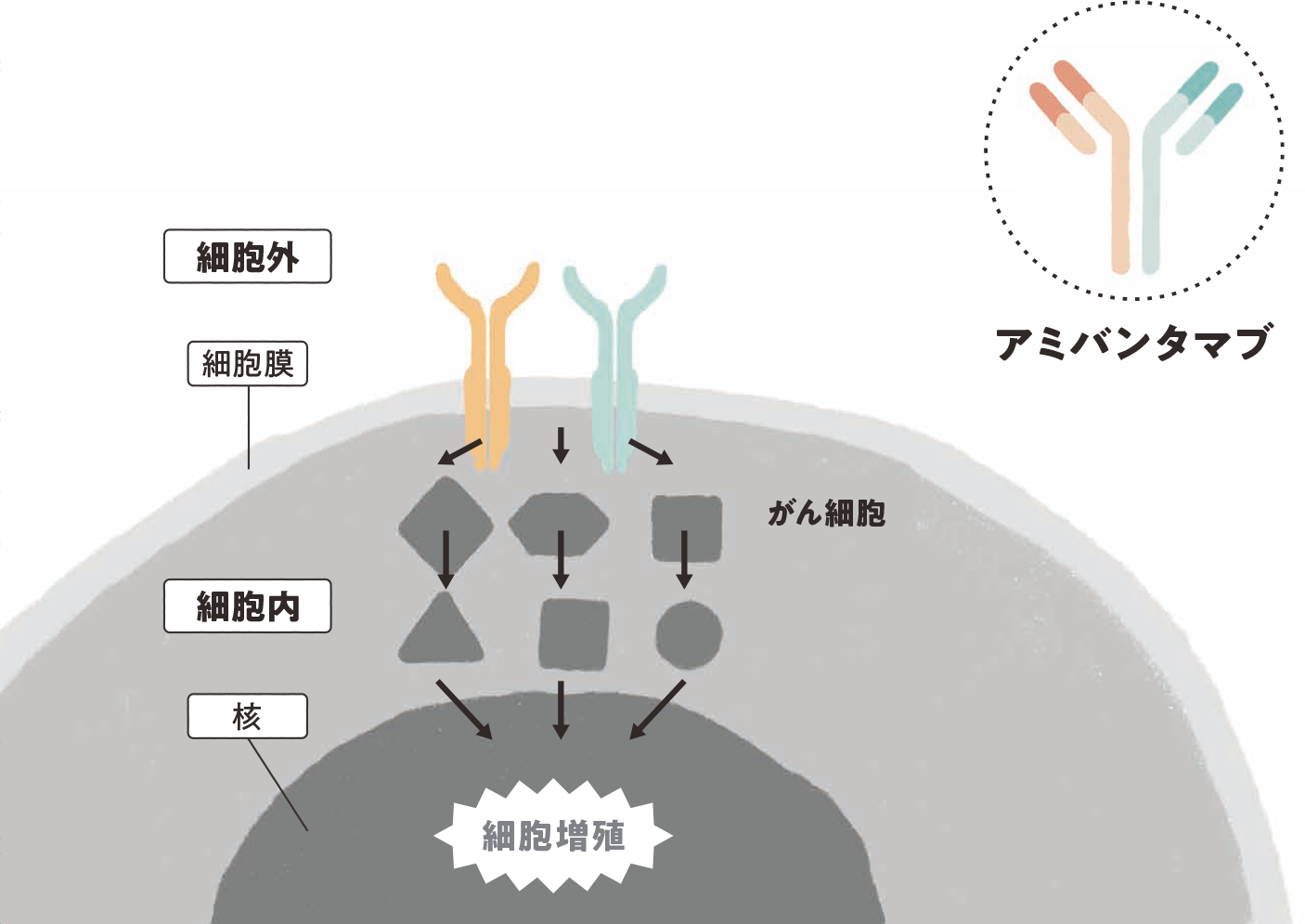 リブロファズ®又はライブリバント®とは