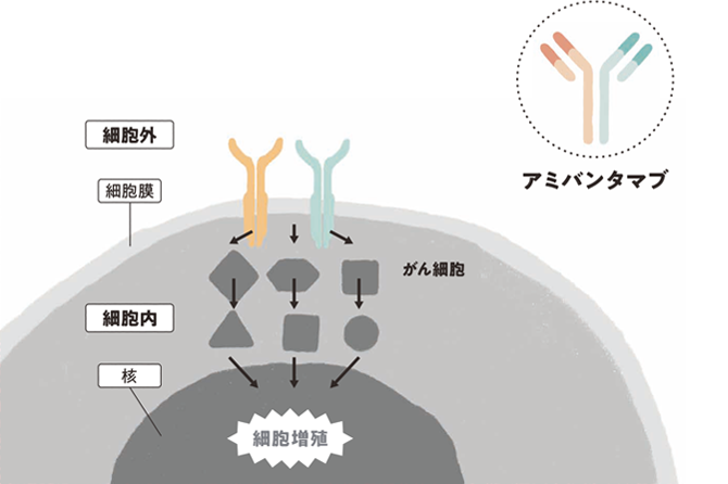 リブロファズ®又はライブリバント®とは