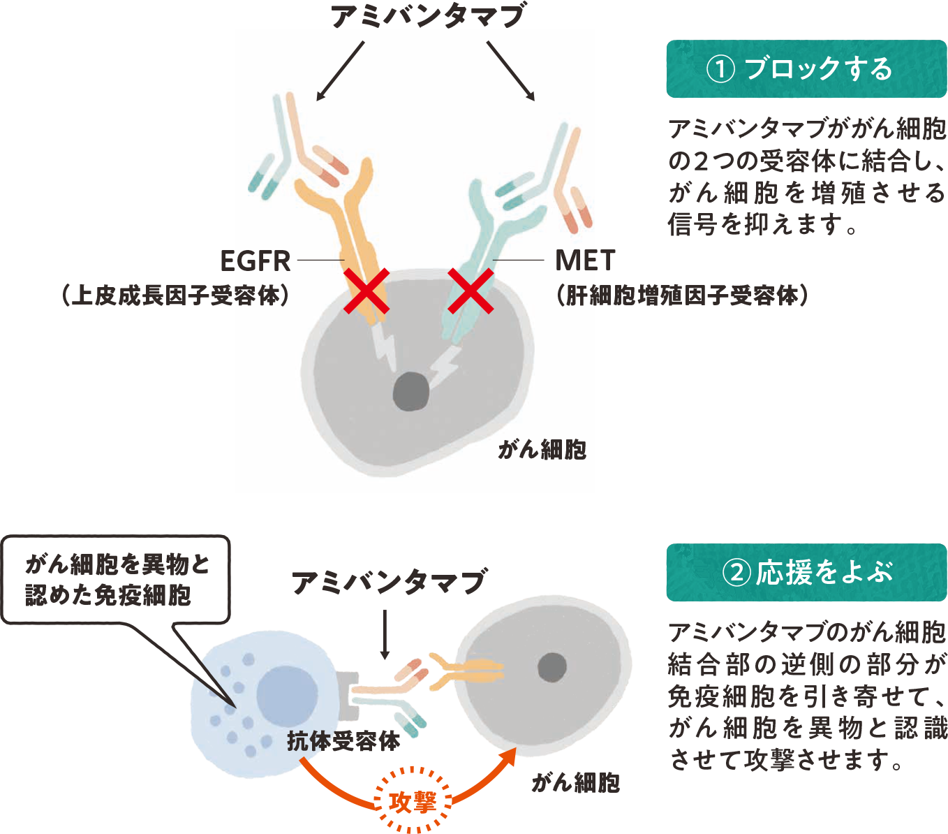 リブロファズ®又はライブリバント®の働き